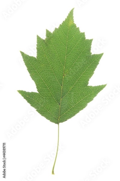 Obraz Elsbeere (Sorbus torminalis)