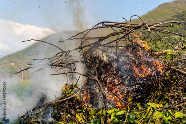 Fototapeta Pile of dry tree branches, fallen leaves and cut grass burning in campfire with poisoning smoke rising in air. Problem of abandoned fields, meadows and gardens, springtime cleaning causing