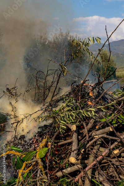 Fototapeta Pile of dry tree branches, fallen leaves and cut grass burning in campfire with poisoning smoke rising in air. Problem of abandoned fields, meadows and gardens, springtime cleaning causing