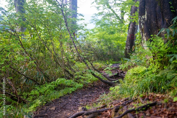 Fototapeta 雨飾山 登山道の風景