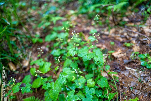 Fototapeta 初夏の平標山の登山道