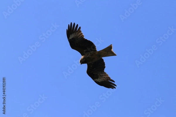 Fototapeta eagle in flight