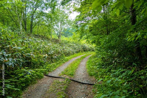 Fototapeta 初夏の平標山の登山道