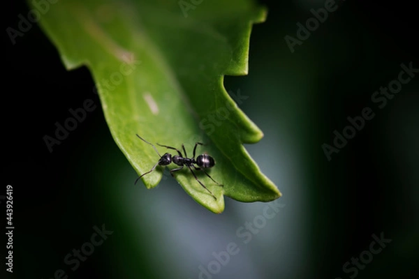Fototapeta ant on leaf