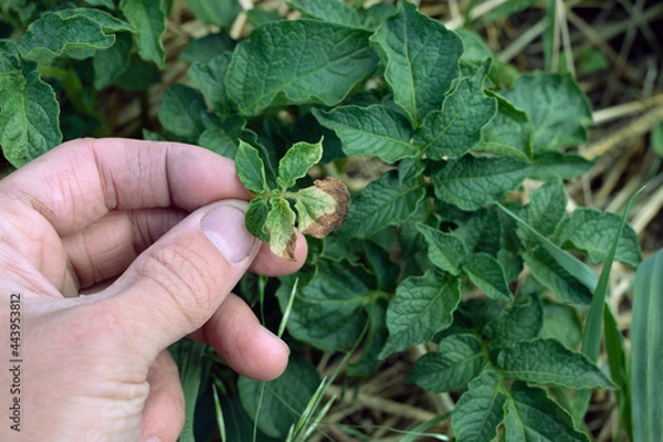 Fototapeta Potato bush with brown and yellow spots on foliage, fungal problem. Phytophthora is disease which causes spotting on Solanaceae family leaves.