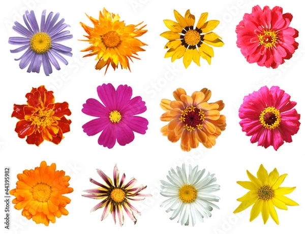 Fototapeta Flowers Isolated on white background, top view