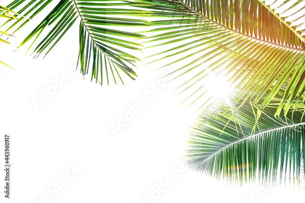 Obraz palm tree leaves