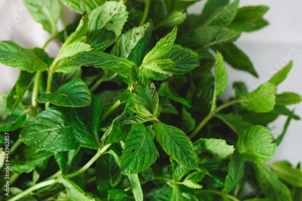 Obraz Background texture white rag and mint leaves