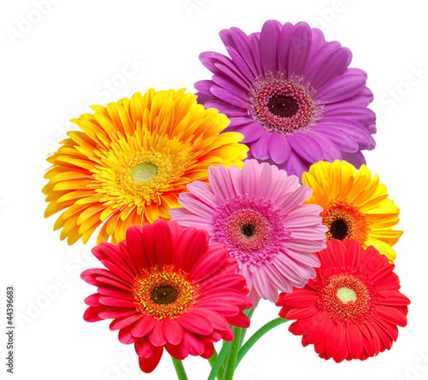 Obraz gerber flower isolated on white background