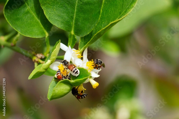 Fototapeta Honey bee or Apis florea bee flying collecting pollen and nectar over white flower of lime tree in blur green leaves background. Fresh honey has health benefits and can be used to make medicine.