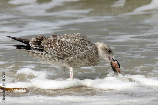 Obraz hunting seagull devouring it's victim fish
