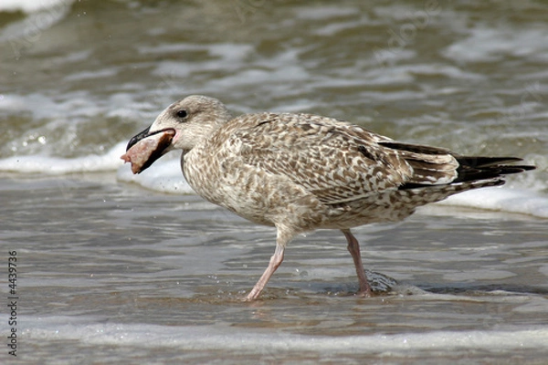 Obraz hunting seagull devouring it's victim fish