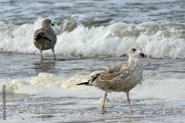 Obraz two seagulls paddling in the waves