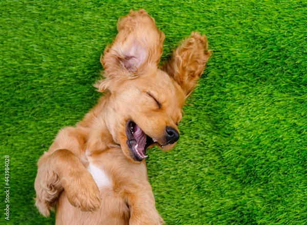 Fototapeta English cocker spaniel puppy lying on his back on a green lawn with a smile looking into the frame. Top view