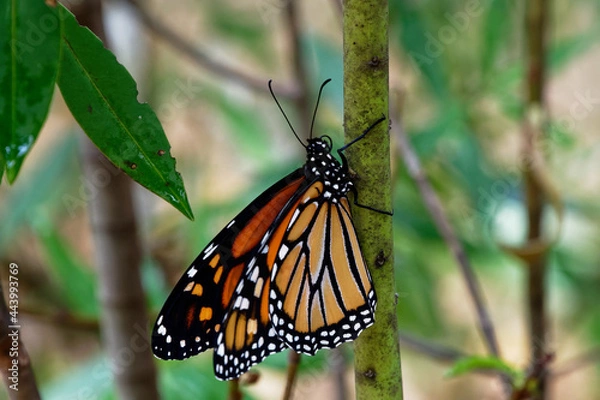 Fototapeta A monarch butterfly climbing a branch