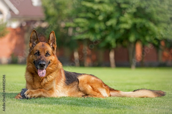Obraz Deutscher Schäferhund