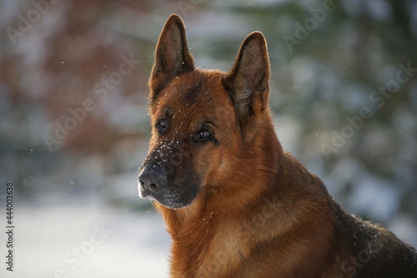 Obraz Deutscher Schäferhund