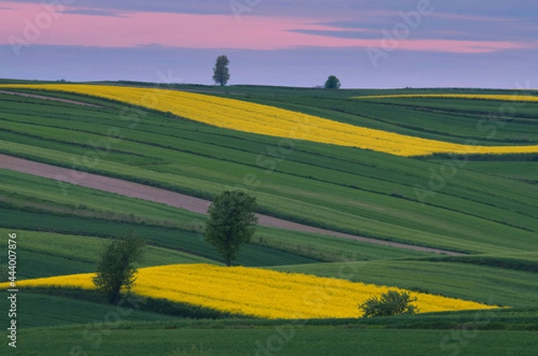 Obraz Łagodność pól