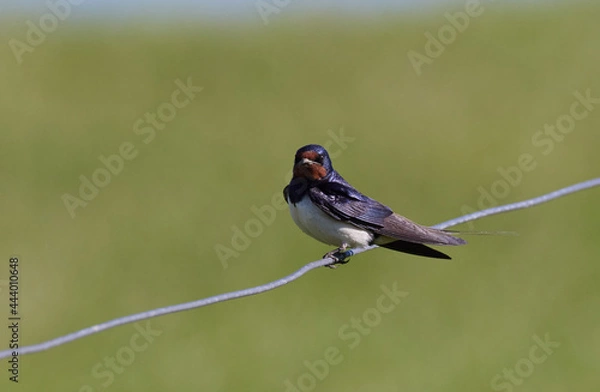 Obraz Rauchschwalbe
