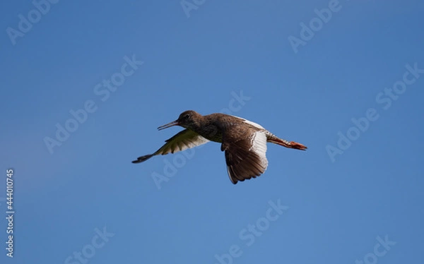 Obraz Rotschenkel im Flug