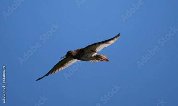 Obraz Rotschenkel im Flug