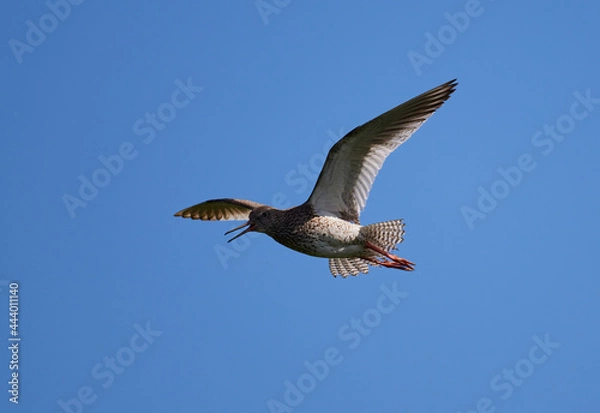 Obraz Rotschenkel im Flug