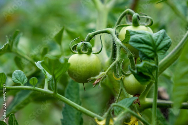 Fototapeta Unripe green tomatoes on a branch close-up, macro.