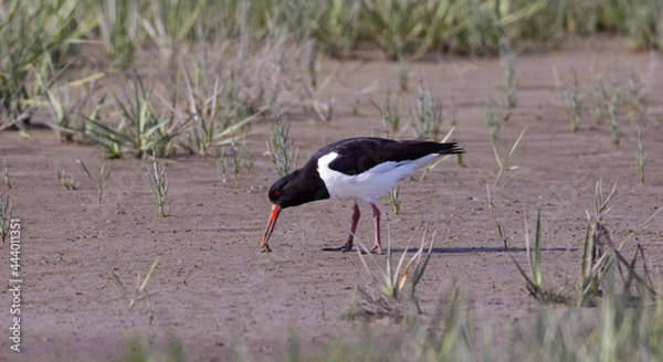 Obraz Austernfischer