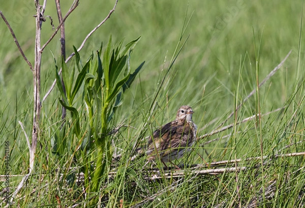 Obraz Junger Wiesenpieper
