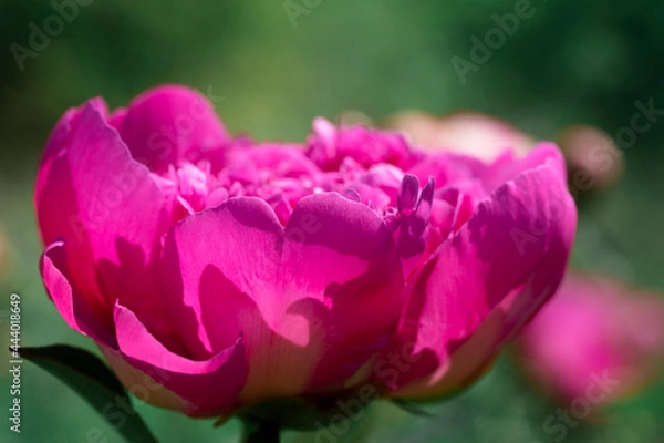 Obraz Pfingstrose pink