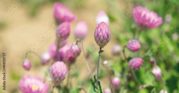 Obraz Strohblumen rosa-silber