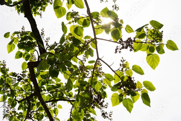 Obraz Blick in Baumkrone eines Blauglockenbaumes