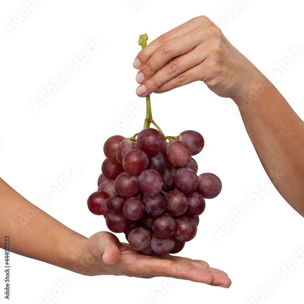 Fototapeta Female hand holding a bunch of red grapes isolate on white background