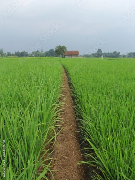 Obraz green and fresh rice fields