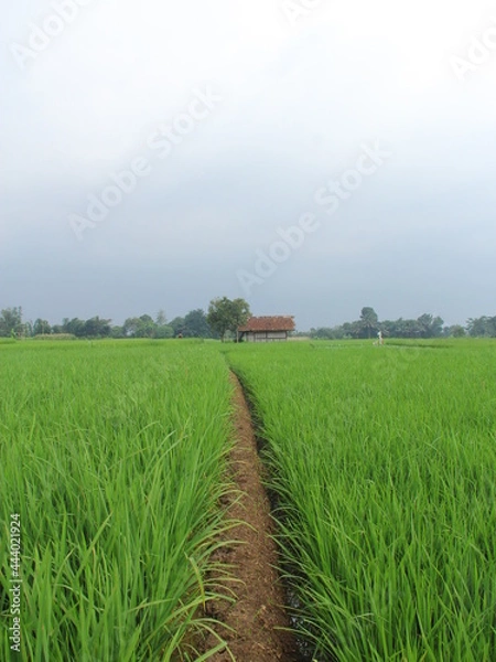 Obraz green and fresh rice fields