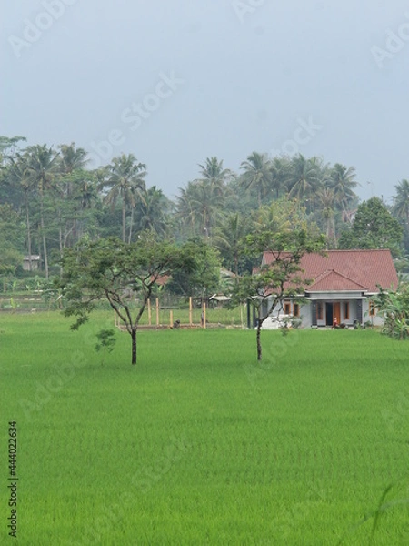 Obraz green and fresh rice fields