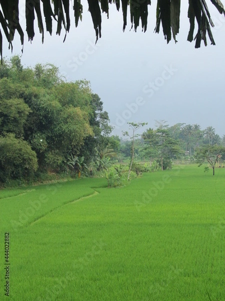 Obraz green and fresh rice fields
