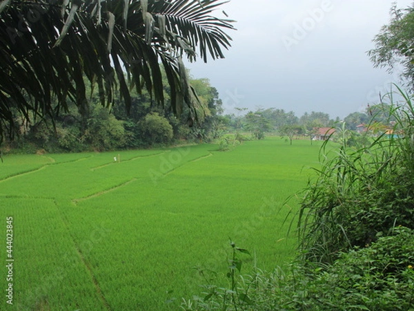 Obraz green and fresh rice fields