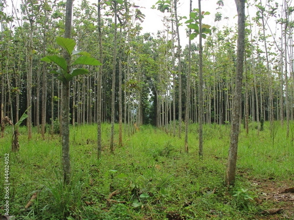 Obraz green and fresh rice fields