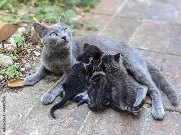 Obraz black and white cat