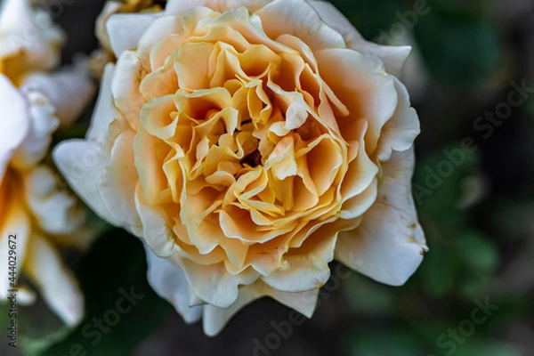 Obraz Macro photo of a rose flower growing in the open ground, in natural conditions