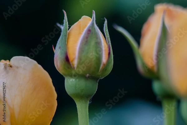 Obraz Macro photo of a rose flower growing in the open ground, in natural conditions