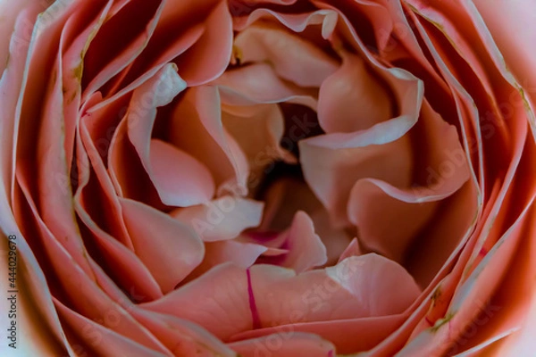 Obraz Macro photo of a rose flower growing in the open ground, in natural conditions