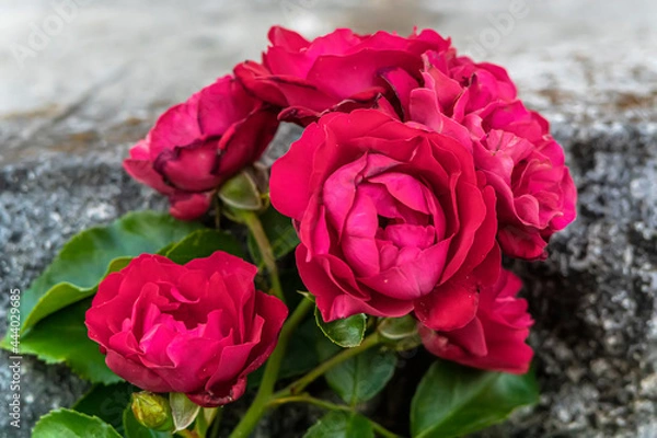 Obraz Macro photo of a rose flower growing in the open ground, in natural conditions