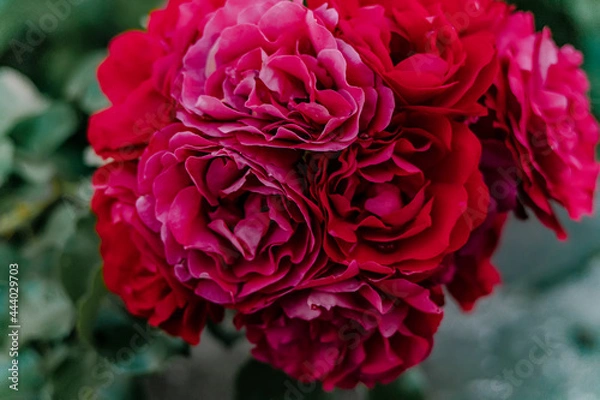 Obraz Macro photo of a rose flower growing in the open ground, in natural conditions