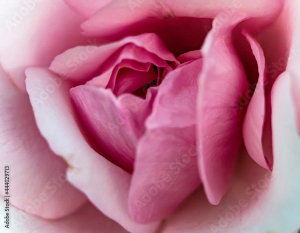 Obraz Macro photo of a rose flower growing in the open ground, in natural conditions