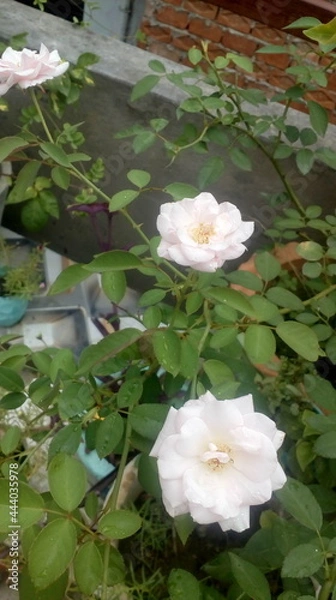 Obraz white rose in water