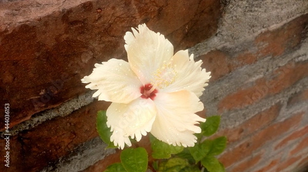 Obraz flowers on wooden background