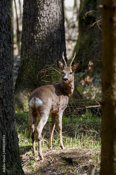 Fototapeta Stout sunlit roe deer in a spruce forest.