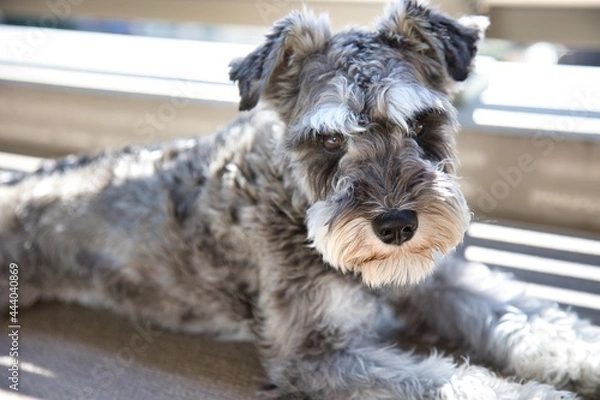 Obraz ミニチュアシュナウザー